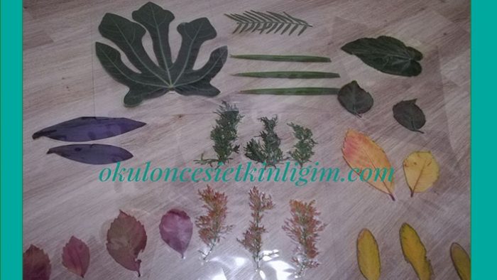Yaprak İnceleme Sepeti